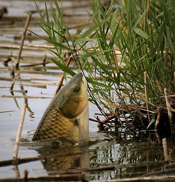 ::::::::LIKE:::::::: - 9547515416215492069511383867336n.jpg